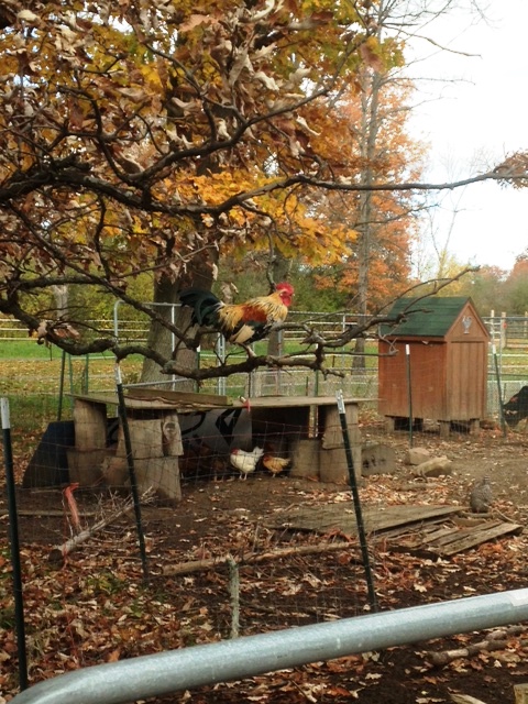 sid tree