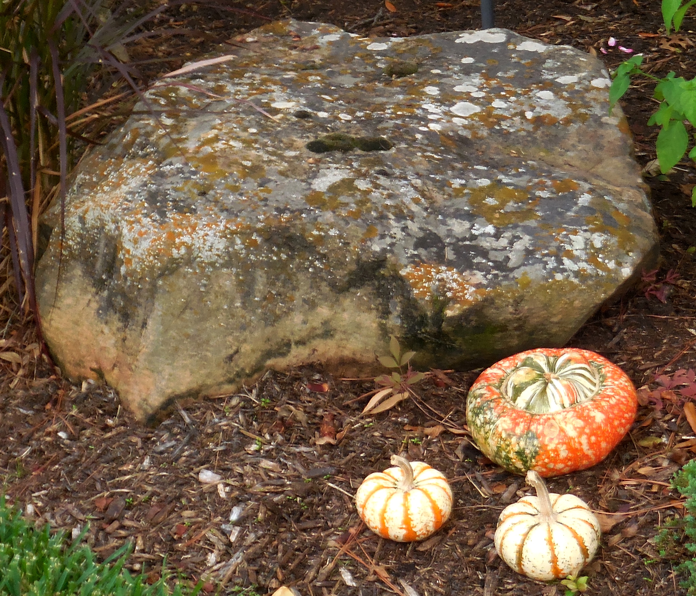 3pumpkins&rock