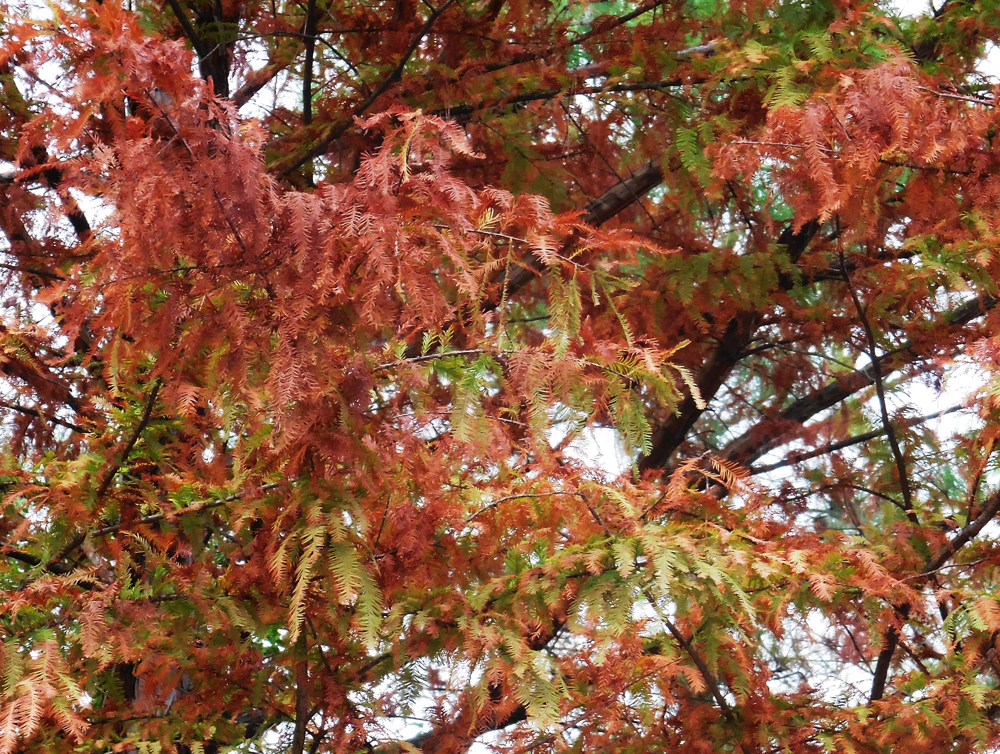 rust&green