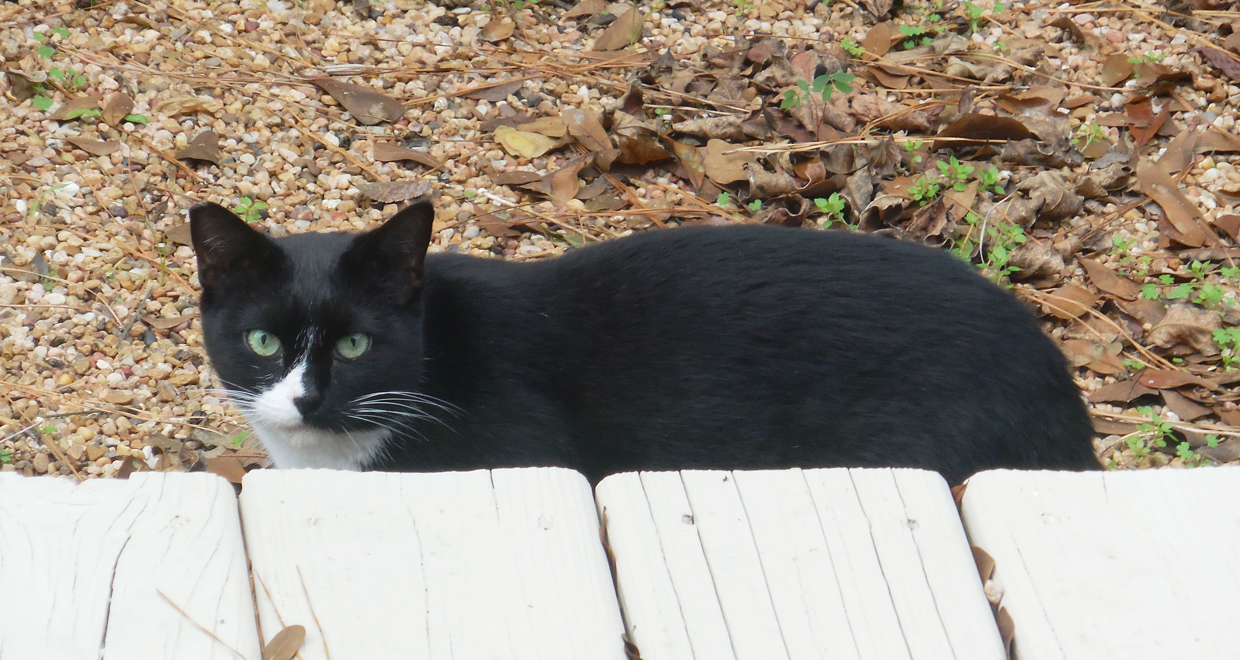 Katniss, the feral cat