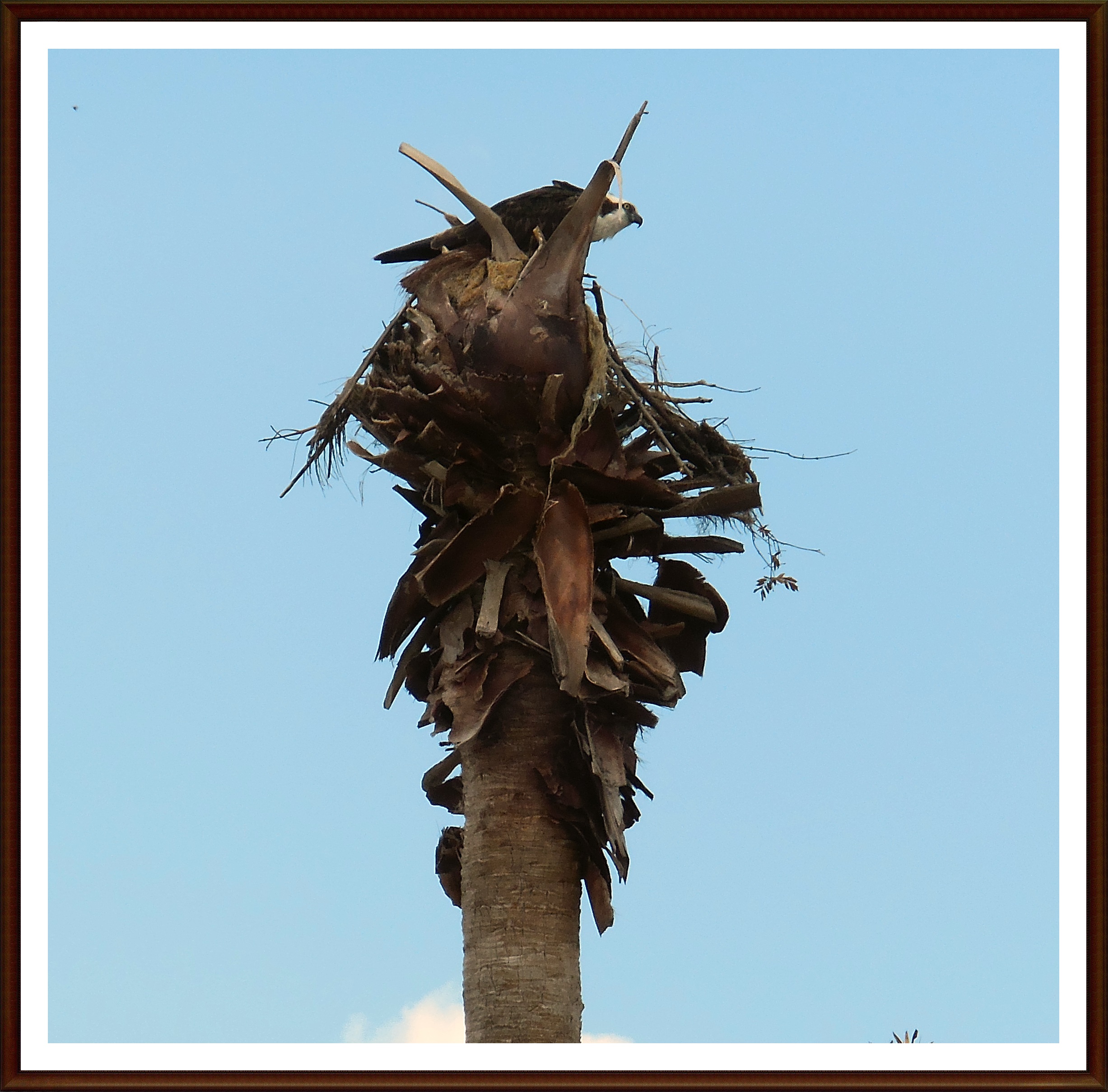 Osprey in her palm tree nest