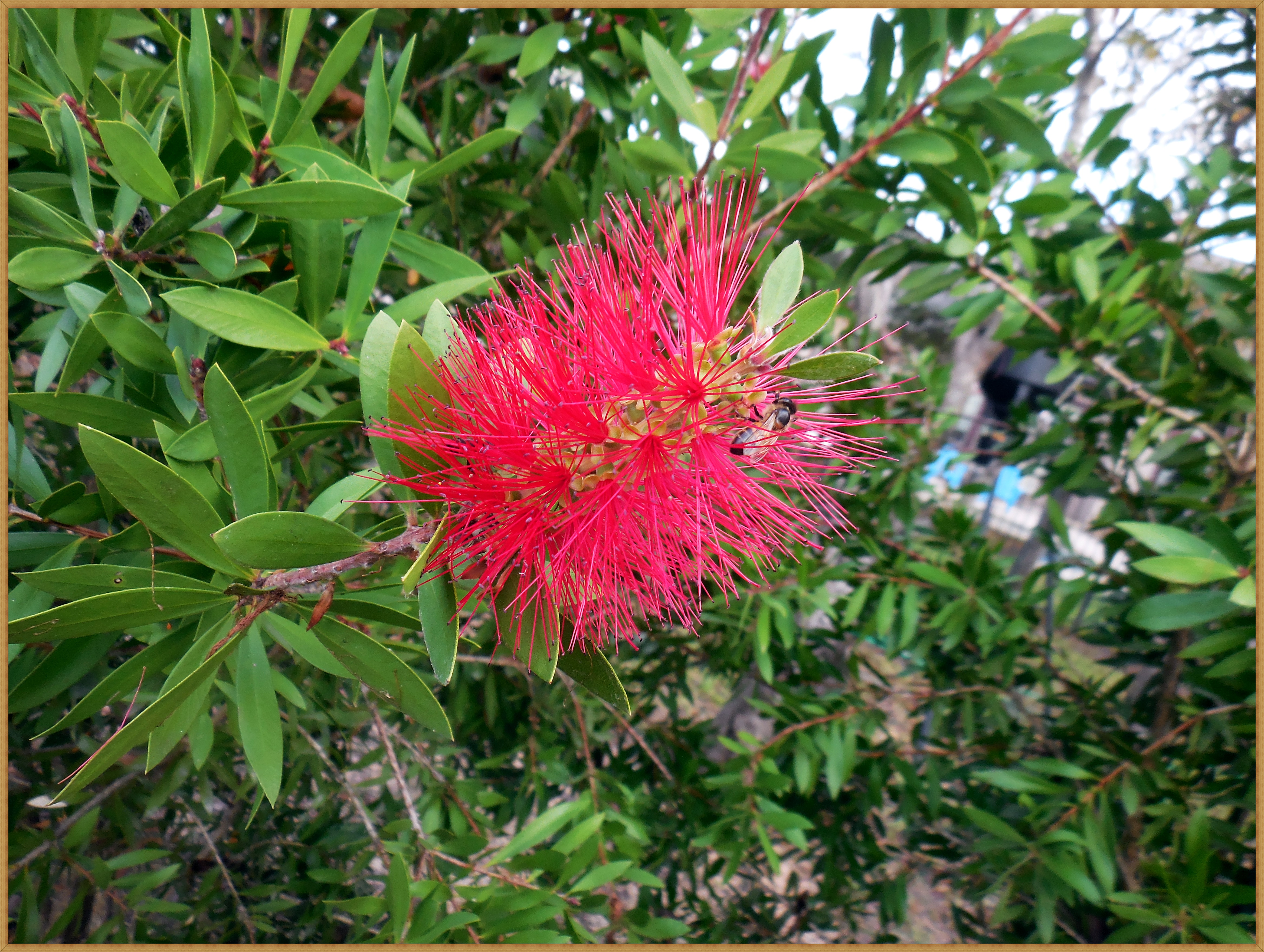 bottle-brush