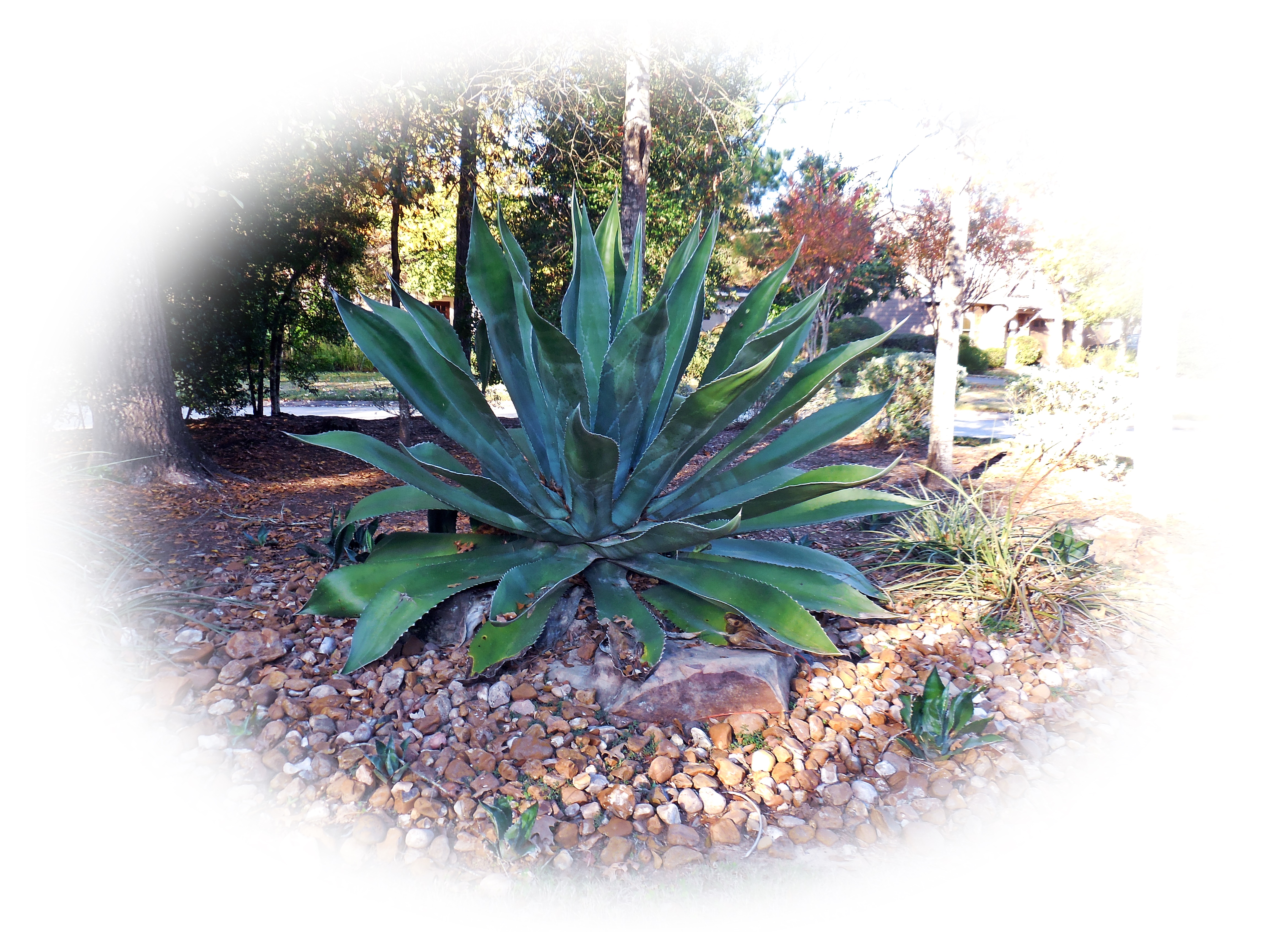 cold-agave