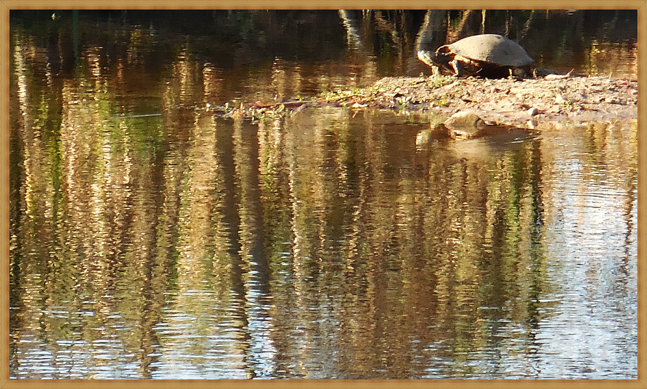 cold-turtle