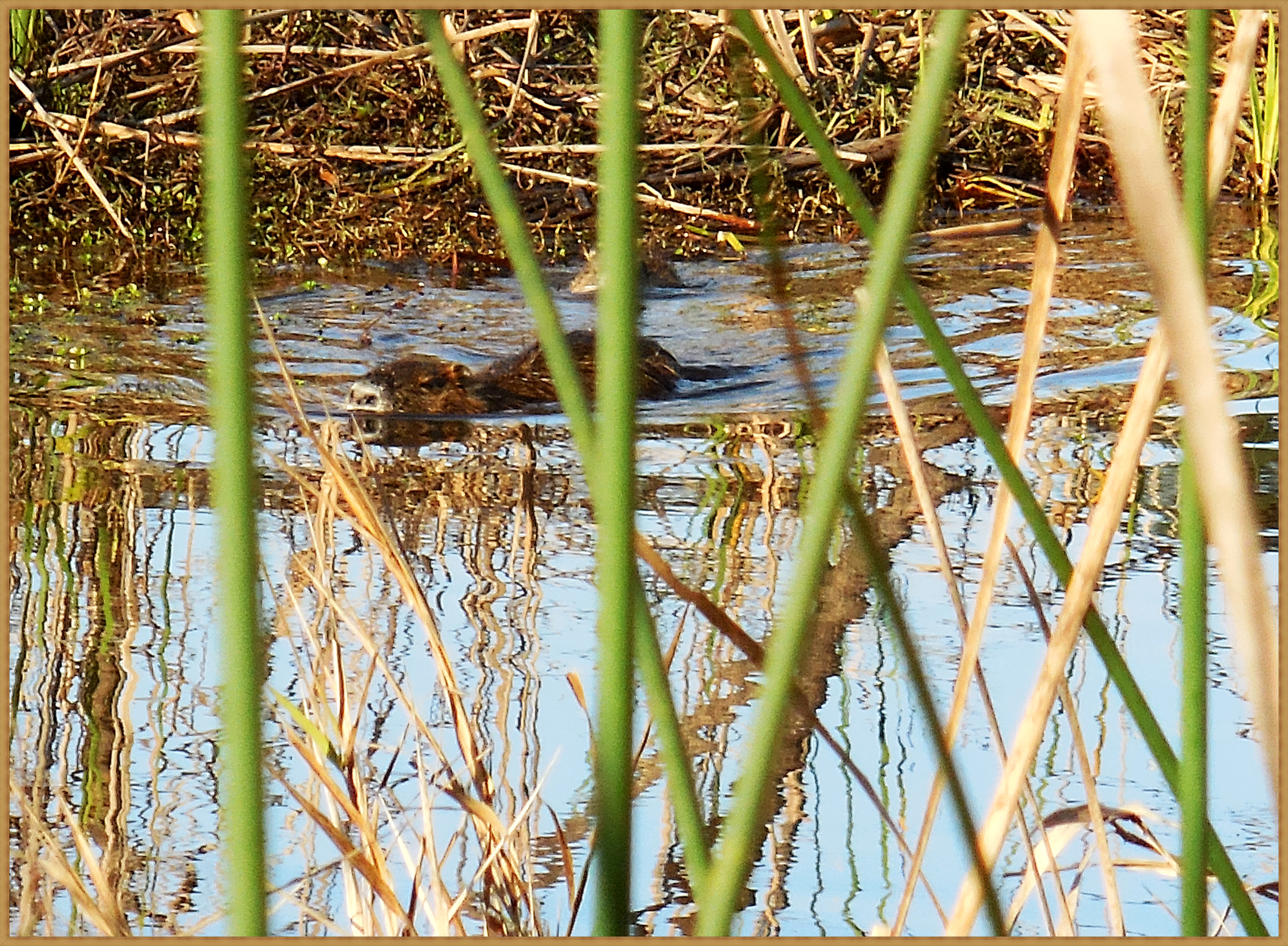mama-nutria