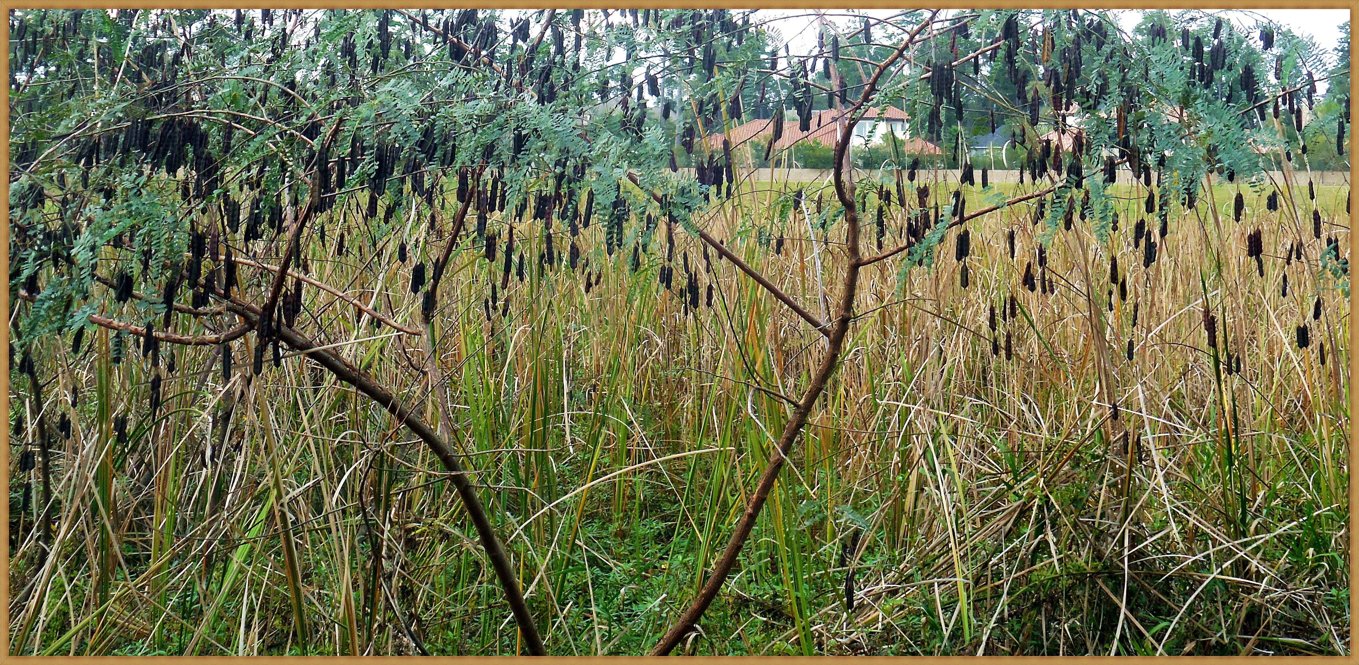 seed-pods