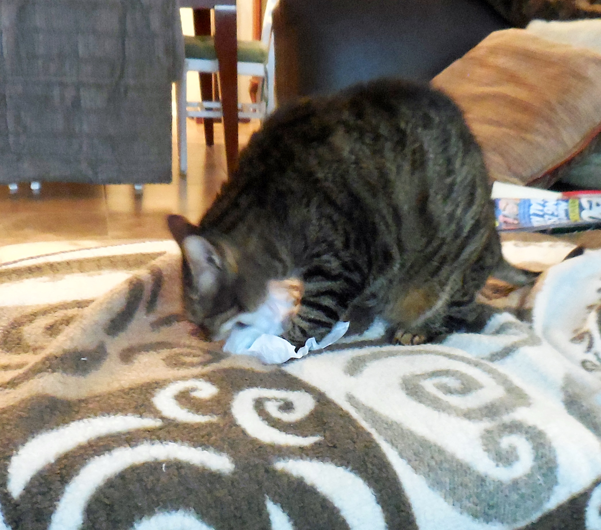 Toffee opens her Xmas present