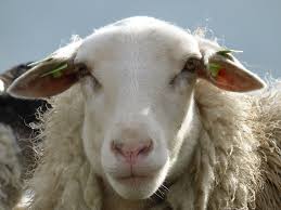 SHEEP1