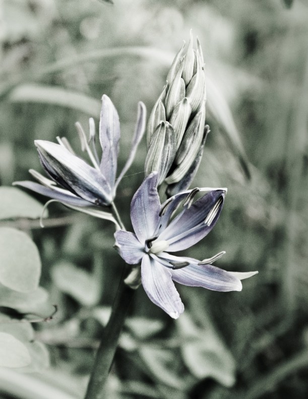 Camas 3