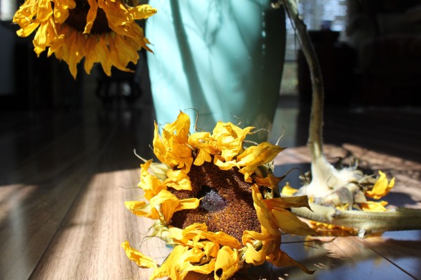 dying sunflowers