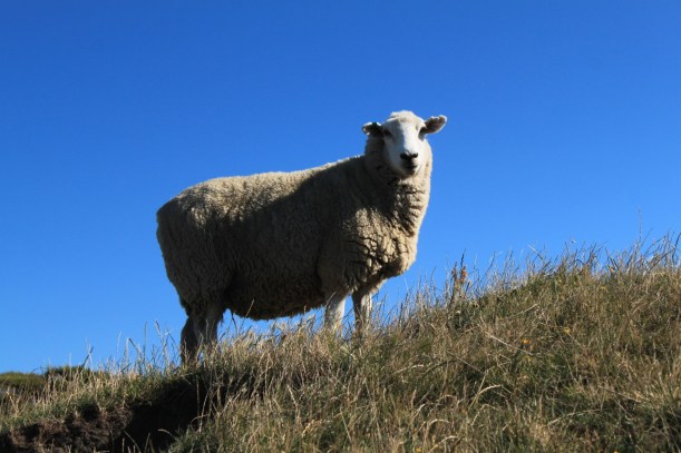 Wharariki 7