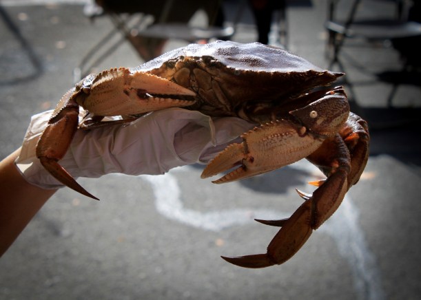 Crabfest73