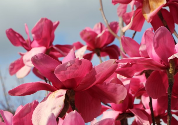 Blooms in Pink