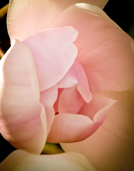 Magnificent Magnolia