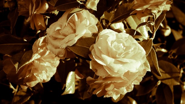 Camelia Sepia