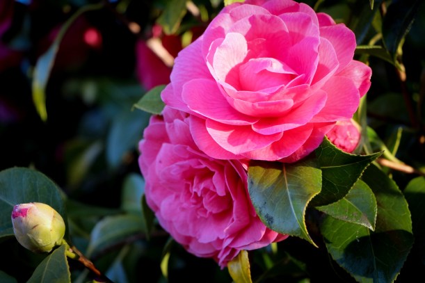 Camelia Pink