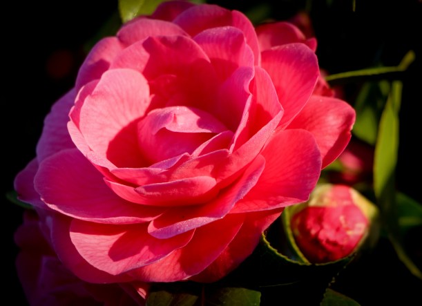 Camelia Red
