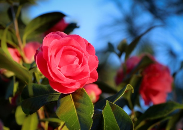 Camelia Blue