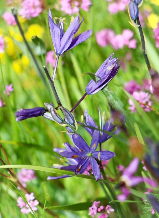 Camas and Sea Blush