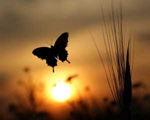 butterfly-wallpaper-09