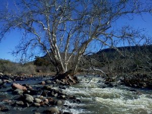 Streams In The Desert