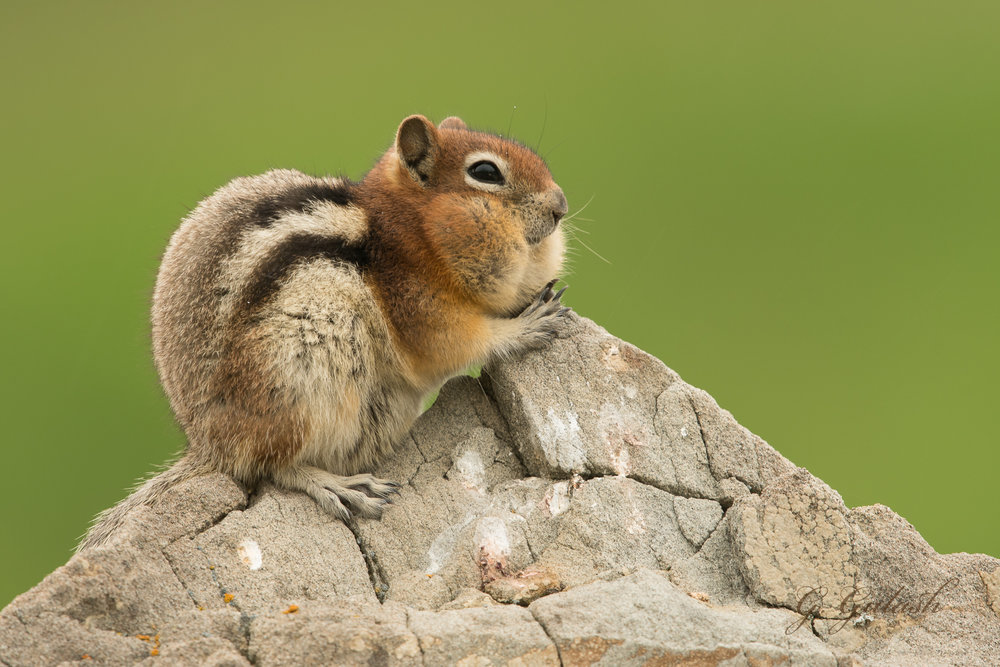 Mouthful — gulash nature photography