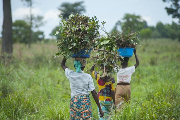 3 women walking through a grassy field, each carrying a bundle of harvested cassava plants on their heads.
