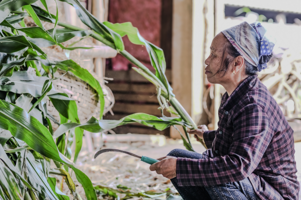 A woman crouches outdoors using a small sickle to cut large green leaves near a house structure.