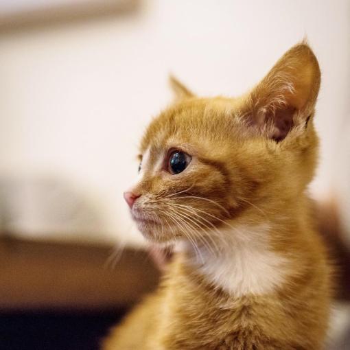shy-red-and-white-kitten