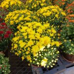 Seasonal Container Gardening: Fall Through Winter