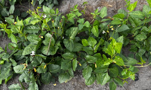 South Carolina Fruit and Vegetable Field Report–September 29, 2025