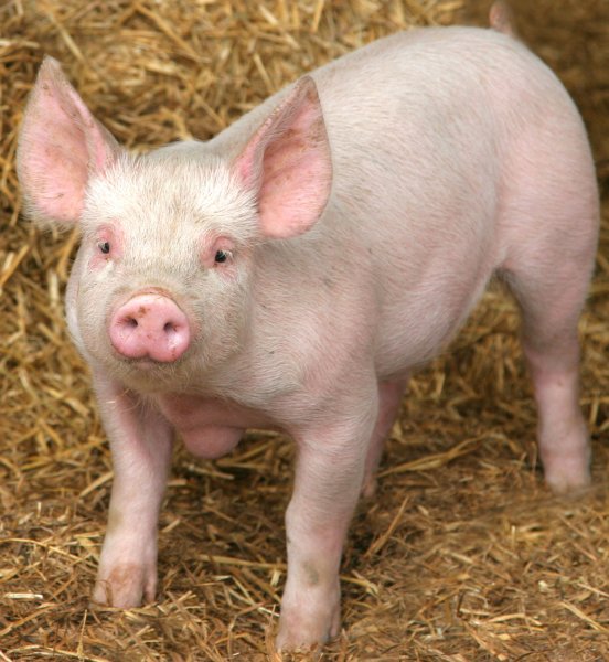 Pig Damn you Babe!