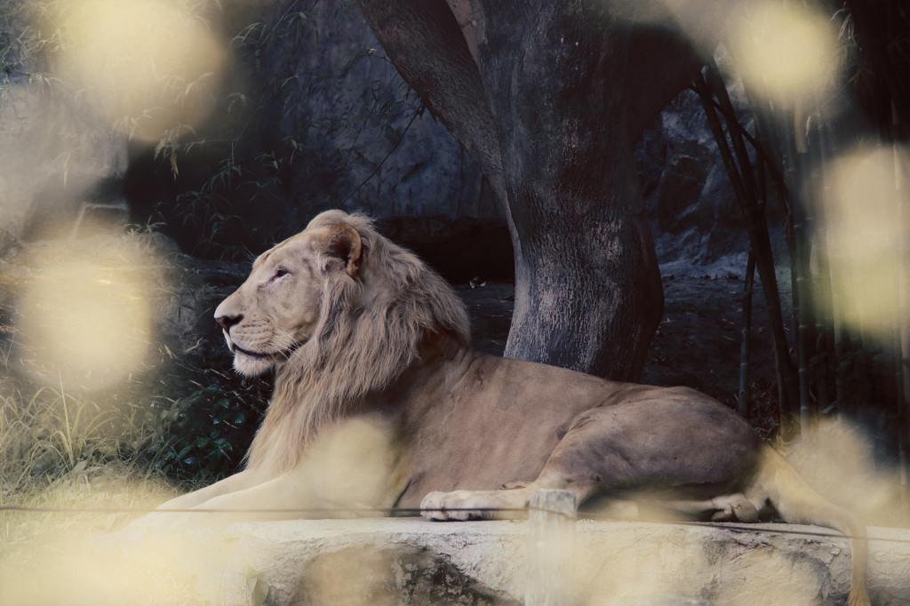 Stone Lion