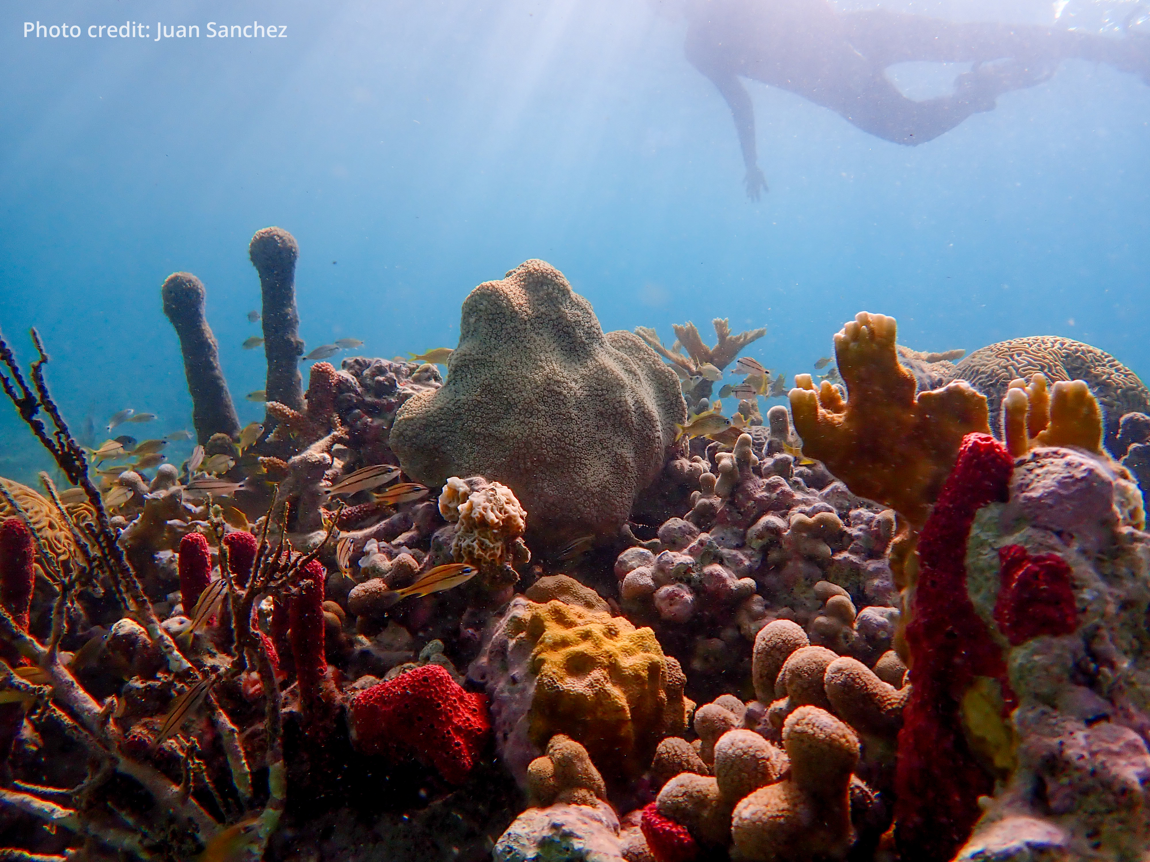Fish swim around a coral fragment as a diver appears at the top of the frame.