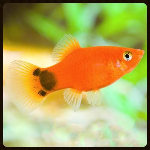Just keep swimming, swimming, swimming...