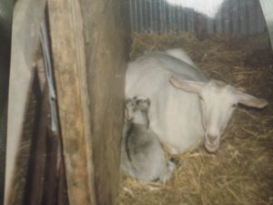 One of Mum's goats. Willow and her kid Saffron.