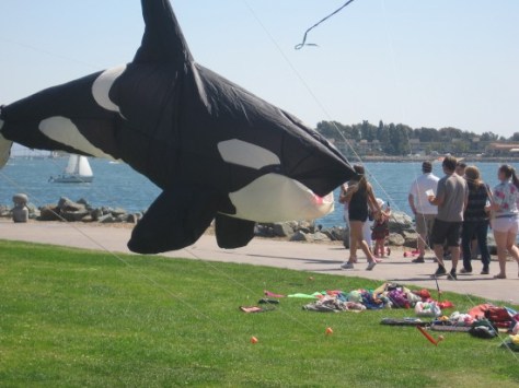 Killer whale one second before devouring eight tourists.