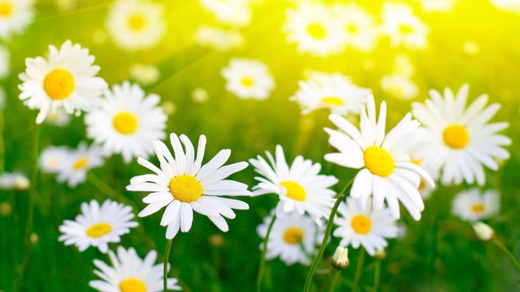 Flowers-Photos-8-Cool-Wallpapers-HD
