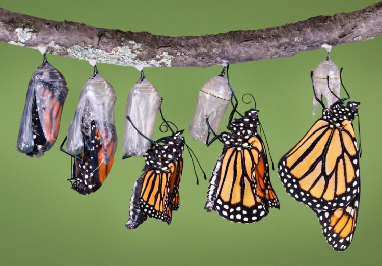 Butterflies-in-cocoons-emerging-1024x714