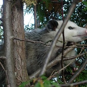 photograph of an oppossum in a tree