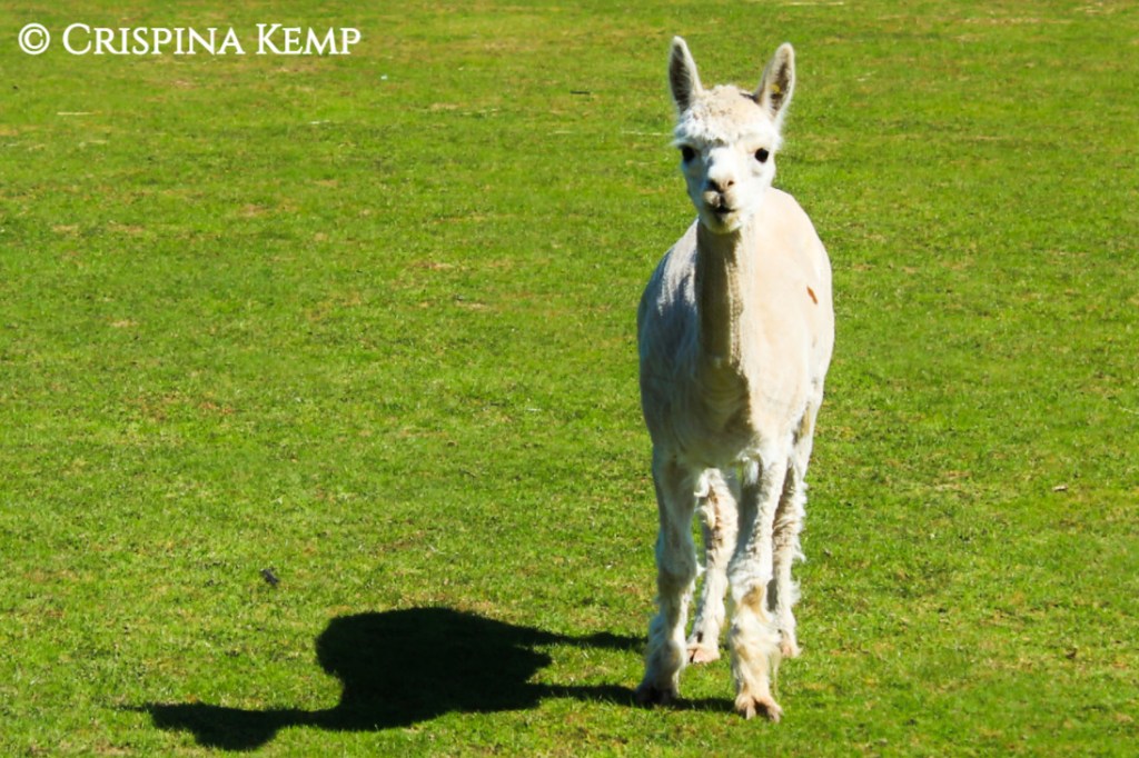 https://crimsonprose.files.wordpress.com/2020/01/alpaca-1.jpg?w=1024&h=682
