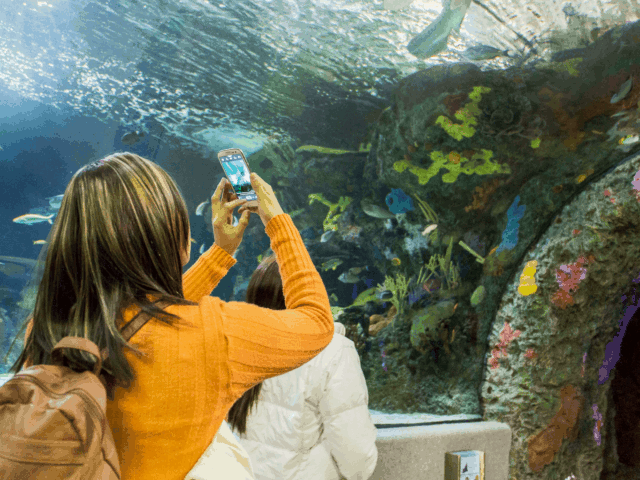 Woman Taking Photos at VA Aquarium