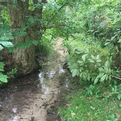 Photograph of a creek in West Virginia 