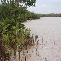 Mangroves on the outside of a playa within Florida Bay