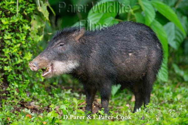 Image result for white-lipped peccary