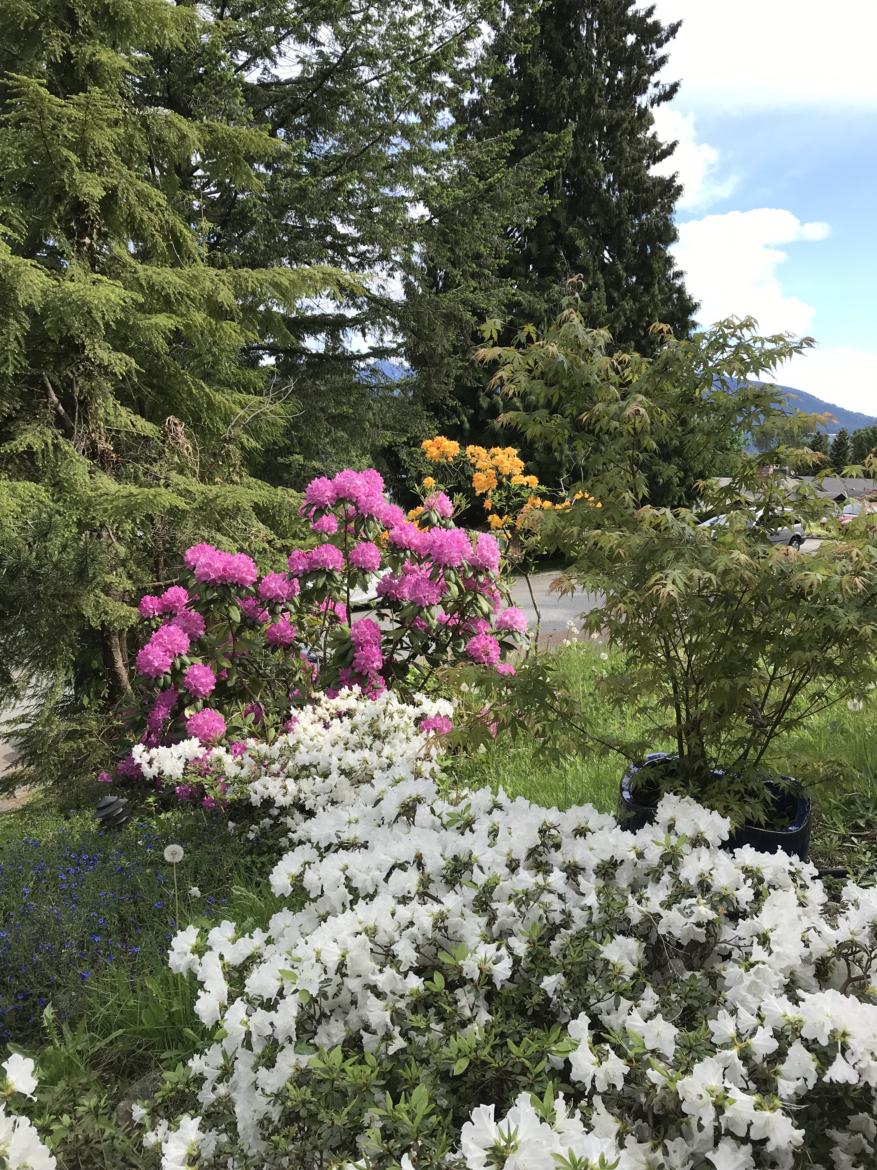 Front Yard Flowers-1, 2019