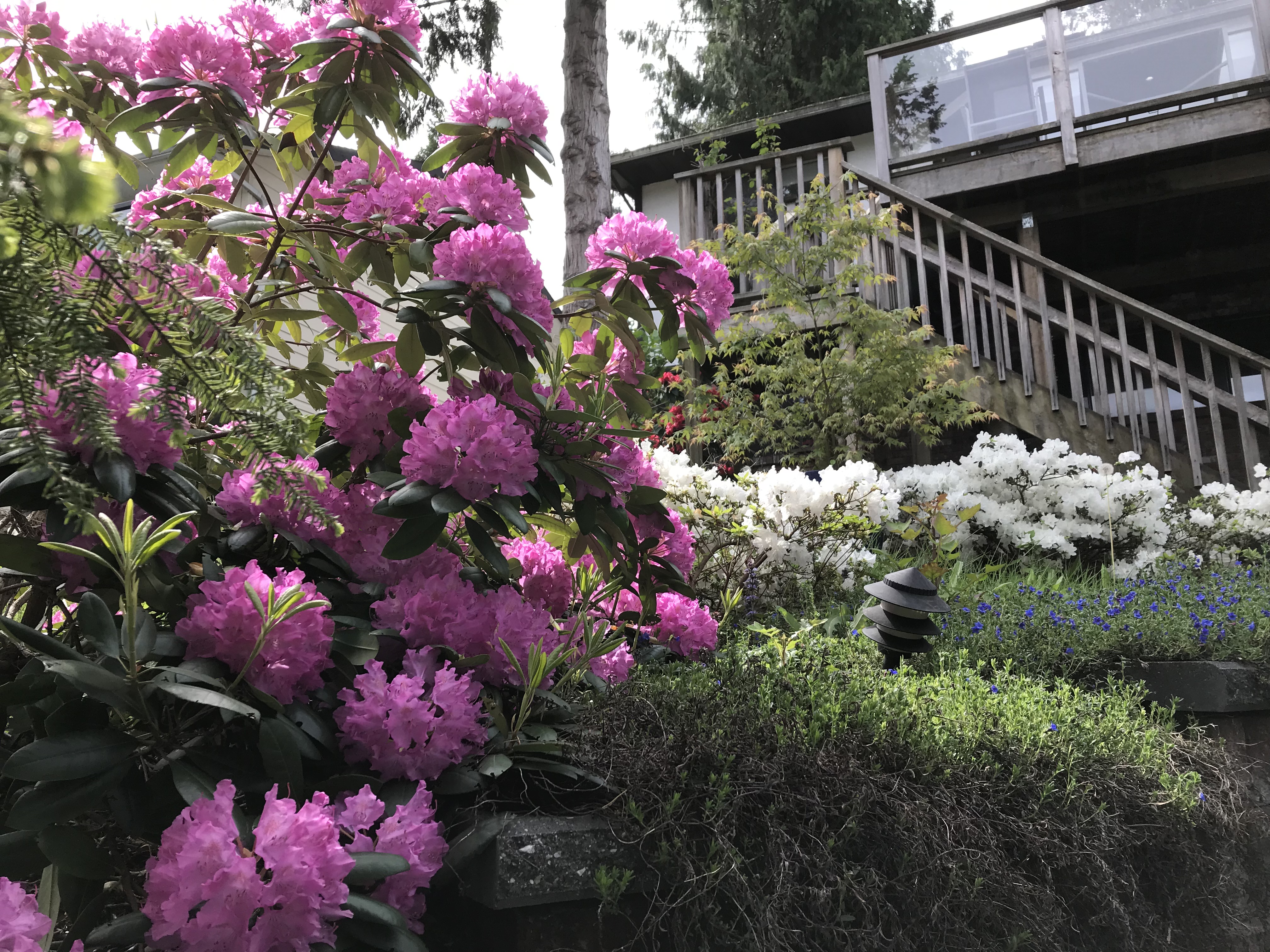 Front Yard Flowers-3, 2019.jpg
