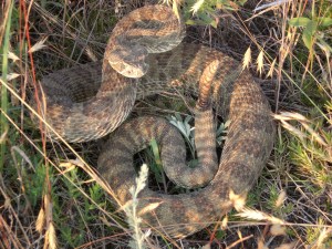 snake 004