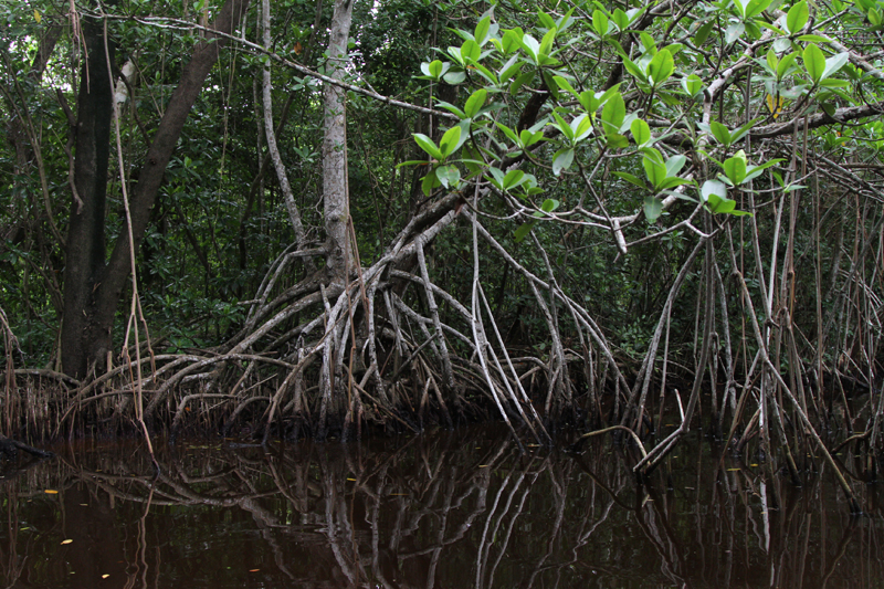 Scenic Mangroves on the Bear Lake Canoe Trail Everglades National Park