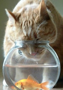 Baby Kitty, that is not where you're face should be.